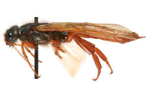 Pine sawfly: main methods of fight against the wrecker